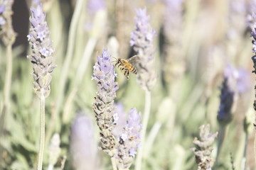 abeja polinizando