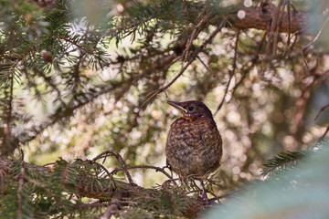 young thrush sitting on a branch of the tree