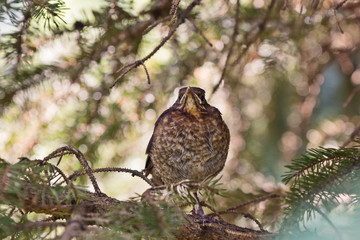 young thrush sitting on a branch of the tree