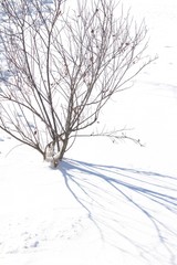 High angle view of a sand cherry bush in winter with shadow cast from the sun