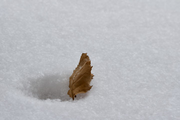 Macro view of a dried leaf caught in an animal footprint in snow