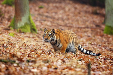 The Siberian tiger (Panthera tigris tigris) also called Amur tiger (Panthera tigris altaica) in the forest, Young female tiger in the forest climbs on a tree.