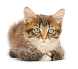 Kitten on white background.