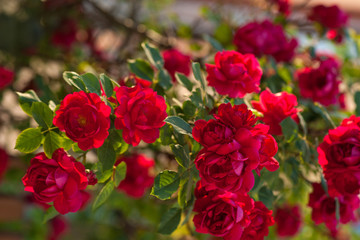 Bright red roses with buds on a background of a green bush. Beautiful red roses in the summer garden. Background with many red summer flowers.