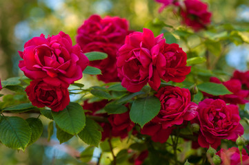 Bright red roses with buds on a background of a green bush. Beautiful red roses in the summer garden. Background with many red summer flowers.