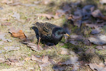 portrait of a starling