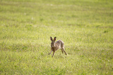 A young hare is hopping over a green mown meadow