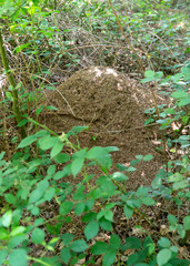 Waldameisen, Ameisenhaufen im Wald, Nützlinge