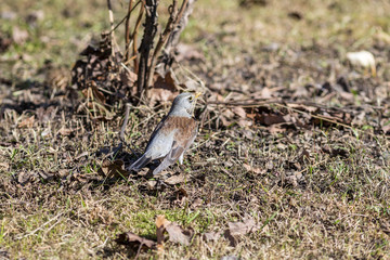 portrait of a fieldfare