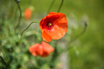 Fototapeta premium Roter Klatschmohn