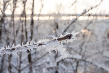 Crystallized fairy tree. Winter wonder of nature crystals of frost.