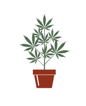 illustration of marijuana or cannabis plant in flower pot isolated on white background