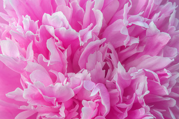 pink flower petals close-up, texture