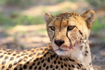 Cheetah (Acynonix jubatus) in the desert.The cheetah is going to attack.