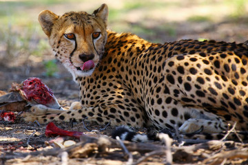 Cheetah (Acynonix jubatus) in the desert.The cheetah is going to attack.