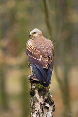The black kite (Milvus migrans) sitting on the tree. Black kite in the forest.