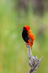 The southern red bishop or red bishop (Euplectes orix) sitting on the branch with green background. Red passerine at courtship.