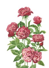 red roses flowers, watercolor painting