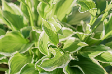 top view of hosta plant with a bud. Siebold's hosta (Hosta sieboldiana). Evergreen plant.