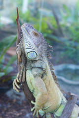 Iguana portrait