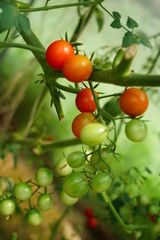 Fototapeta premium raw tomatoes before harvest