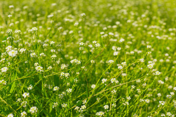 Fresh green spring grass in the morning background