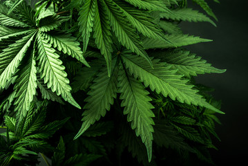 Fototapeta na wymiar marijuana leaves cannabis on a dark background beautiful background indoor cultivation