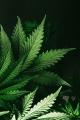 Naklejka na ściany i meble cannabis leaf