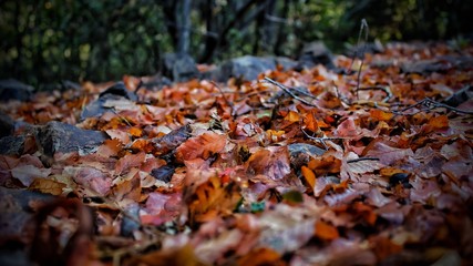 Hojas de otoño