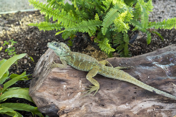 Lizard on log