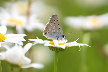 Chamomile and Butterfly