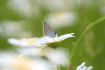 Chamomile and Butterfly