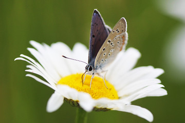 Chamomile and Butterfly