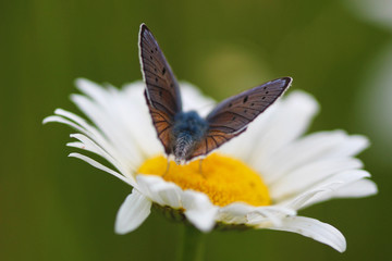 Chamomile and Butterfly