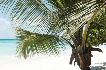 Palm tree on the island