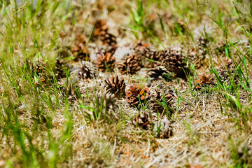 Pine Cones nice and dry and some are open up.