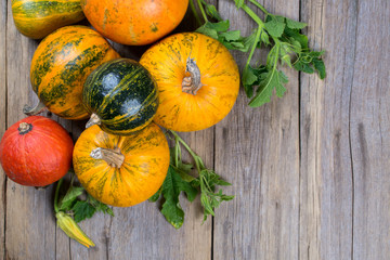 Composition of a different varieties and colors of pumpkins on on rustic wooden background