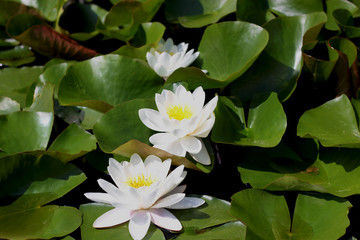 Bright white water lillies blooming. Flower background in natural environment