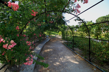 Detail of the Rose Garden (Rosaleda), located in the West Park (Parque del Oeste) in Madrid, Spain,...