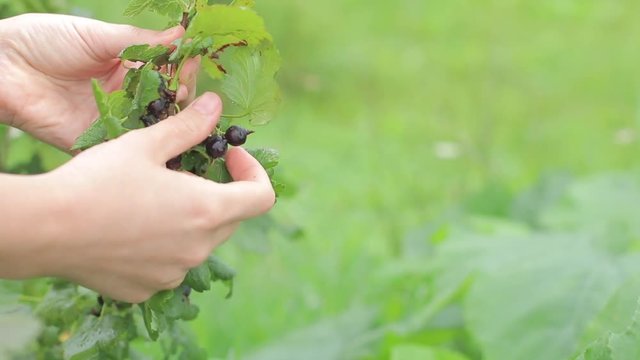 Branch bush yoshta ripe berries harvest Hybrid gooseberries black currants