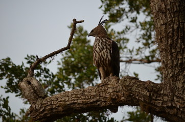Crested Hawk Eagle