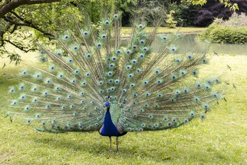 Peacocks at the Bagatelle Park, Paris