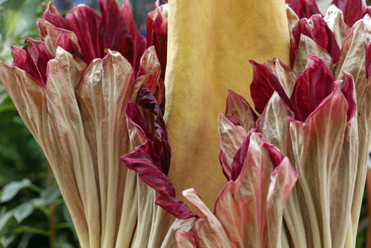 Corpse Flower Titanium Amorphophallus