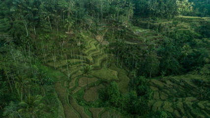 Aerial drone view of beautiful rice fields in Bali, Indonesia