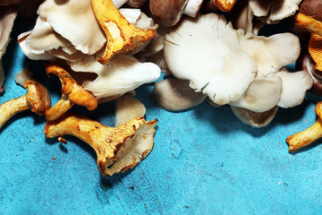 variety of raw mushrooms on table with oyster mushrooms and champignons.