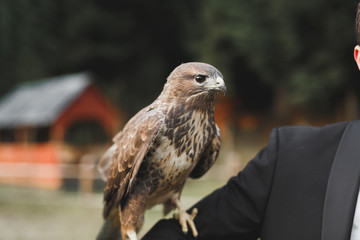A Peregrine Falcon perched on a stump