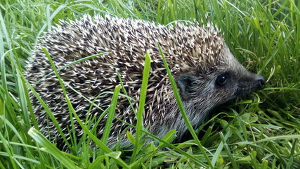 hedgehog