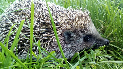 hedgehog