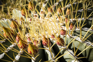 Naklejka premium Cactus Macro