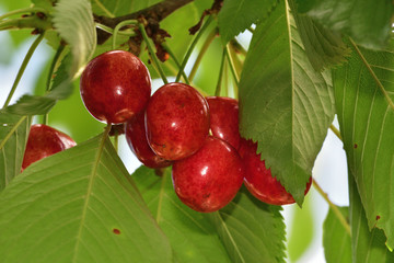 sweet cherry on the tree branch close up 